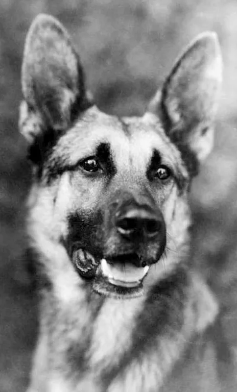 A famous German shepherd named Strongheart