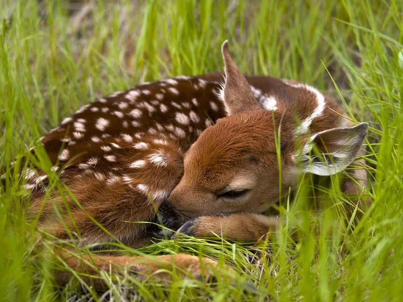Nap time