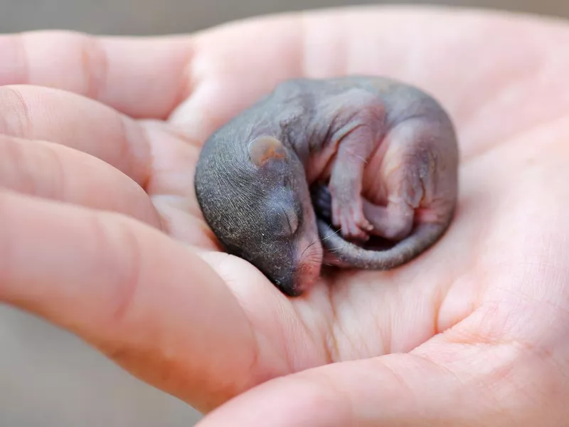 Baby Squirrel