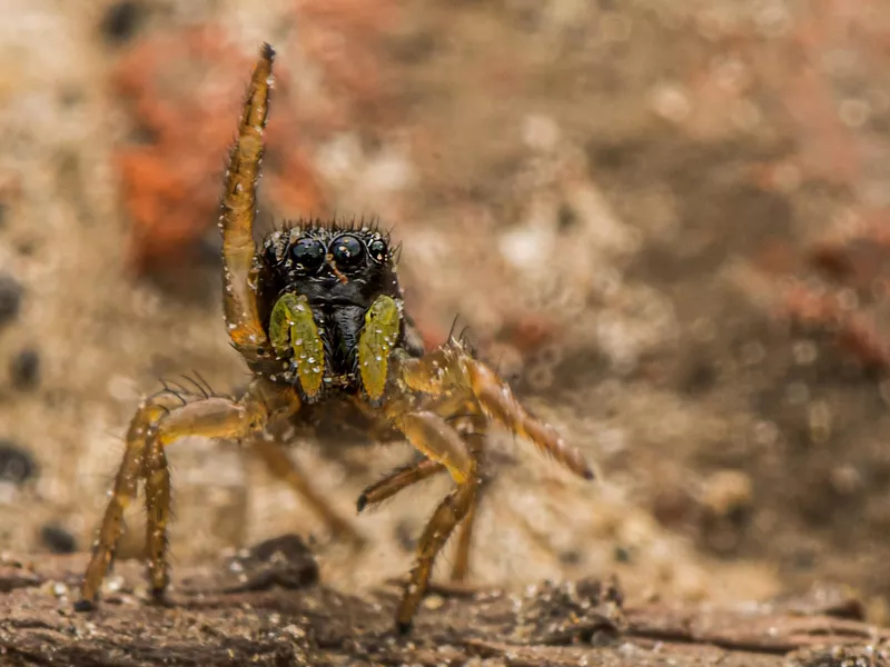 Jumping Spider