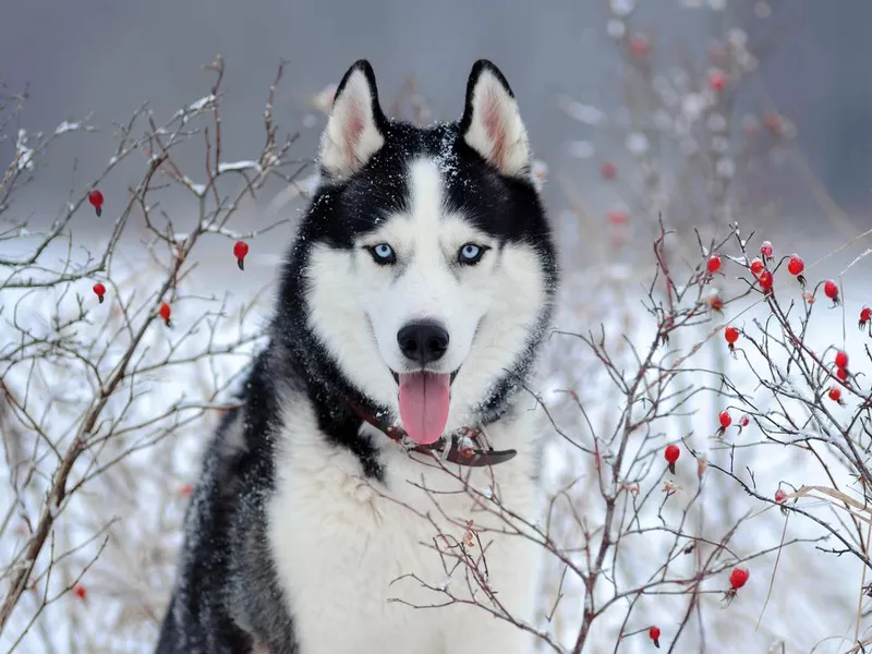 Portrait of Siberian Husky