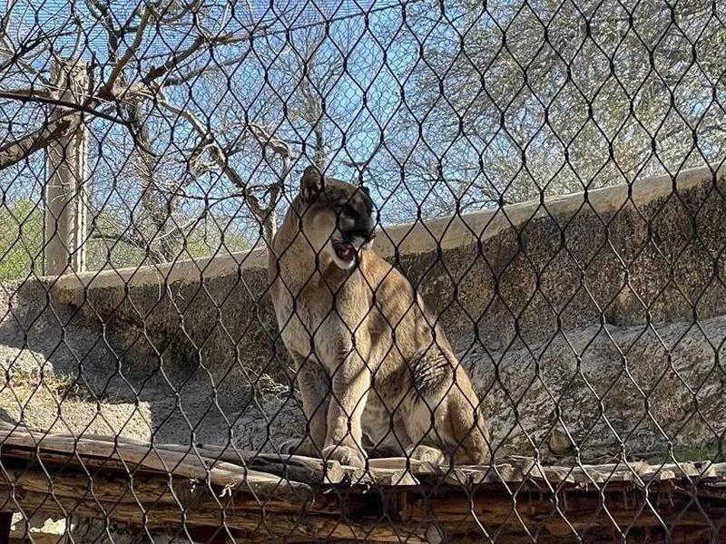 Lion at Fort Worth Zoo