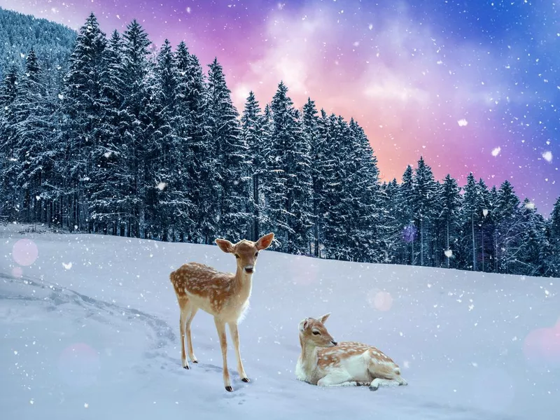 Fawn in the snow
