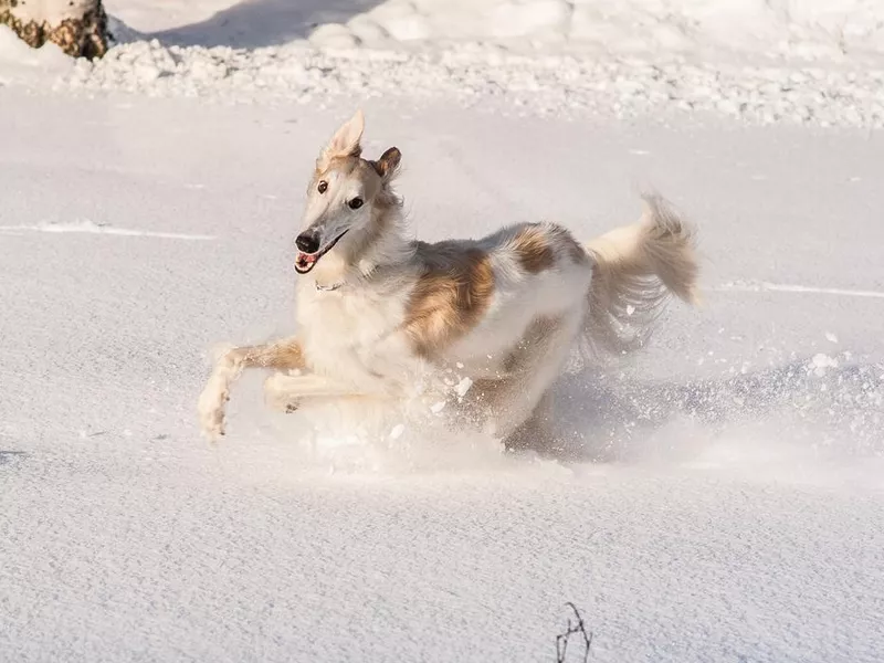 Borzoi