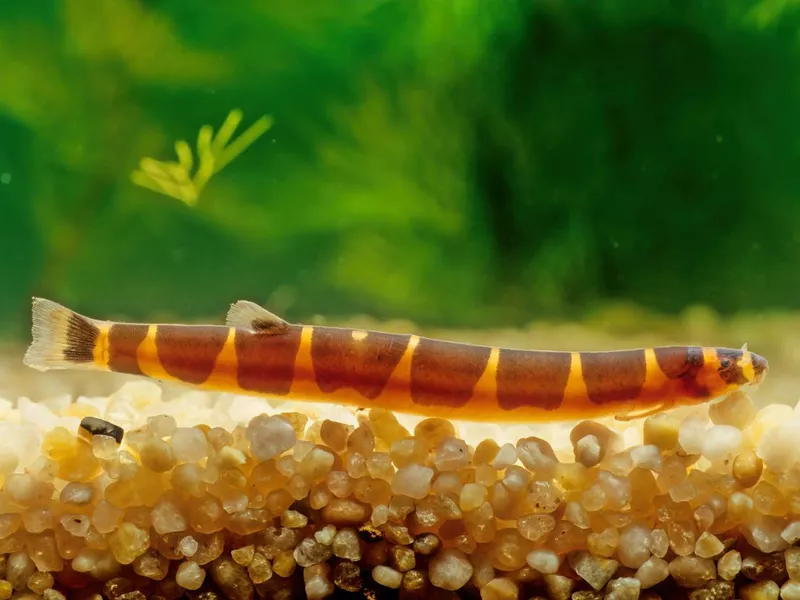 Kuhli loach