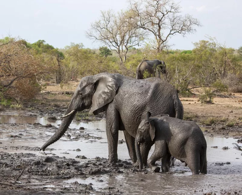 Elephant mud bath