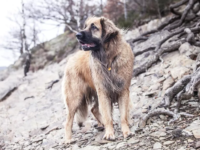 Leonberger dog
