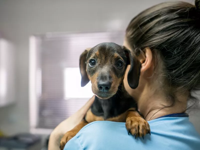Dachshund puppy at vet