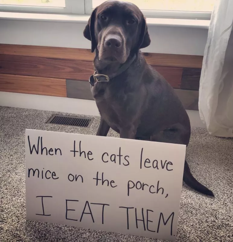 Big dog in trouble