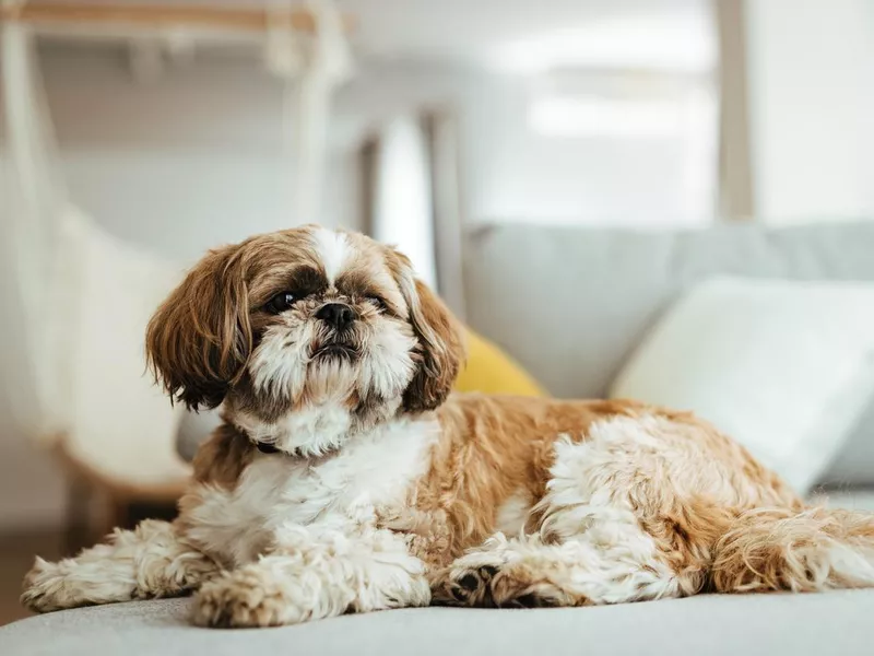 Shih Tzu