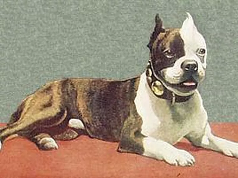 Judge terrier
