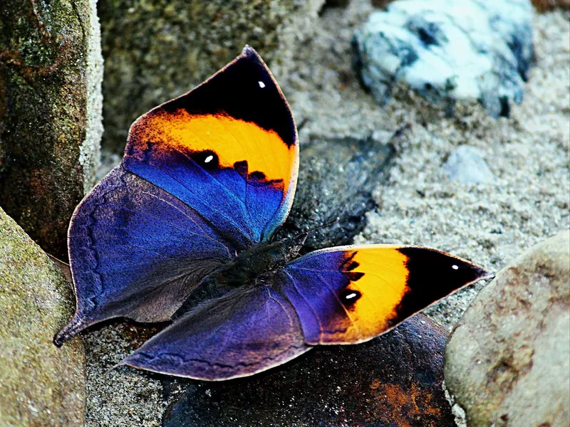 Orange Oakleaf kallima