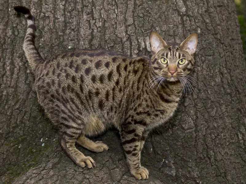 Spotted ocicat