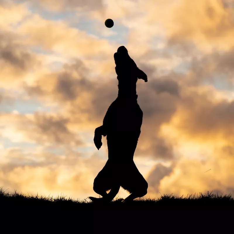 Ball play silhouette