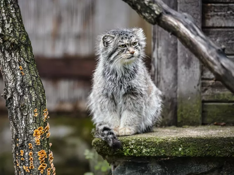 Pallas's cat - Otocolobus manul - resting on stone porch
