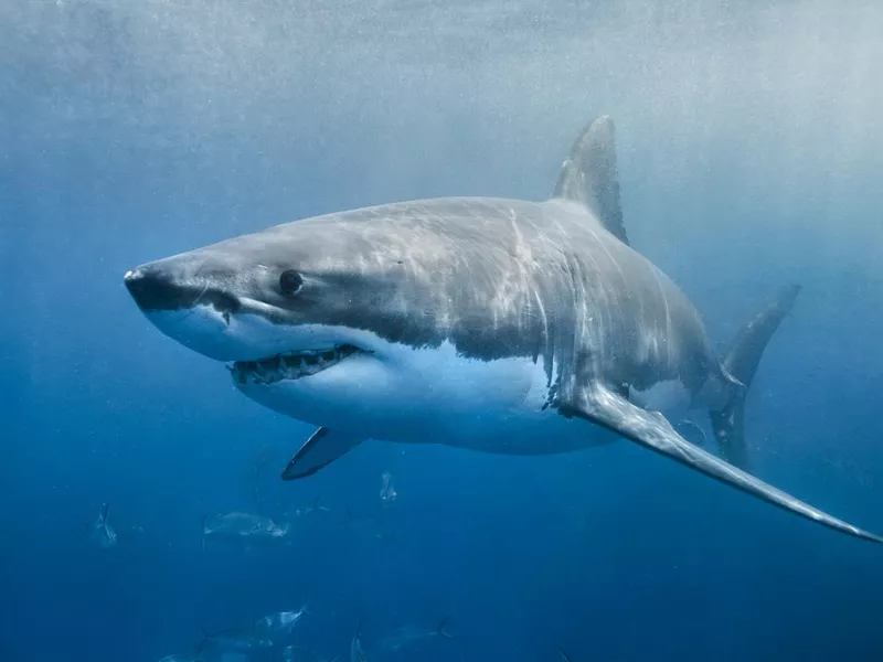 Great White Shark