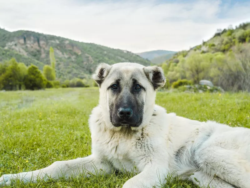 Anatolian shepherd dog