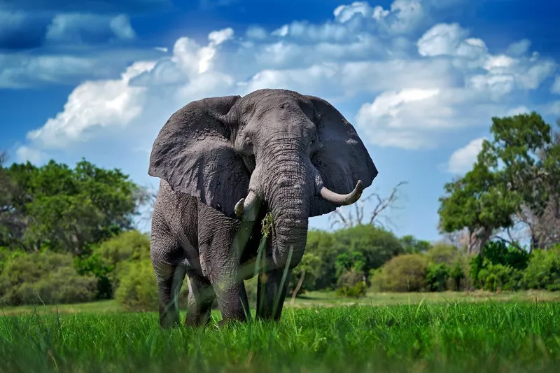 Wild African elephant