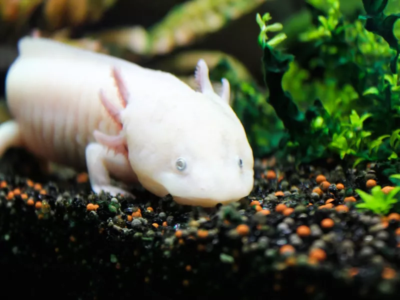 Axolotl lying on the small rocks