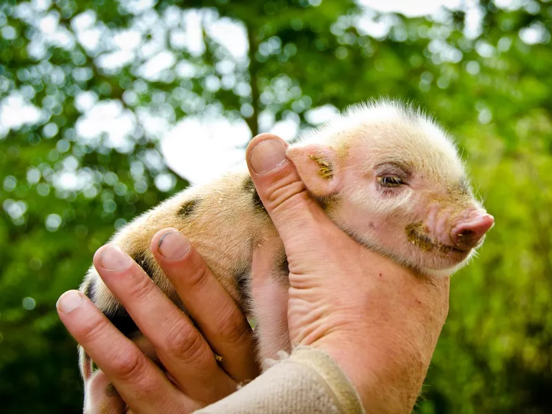 Miniature Pig