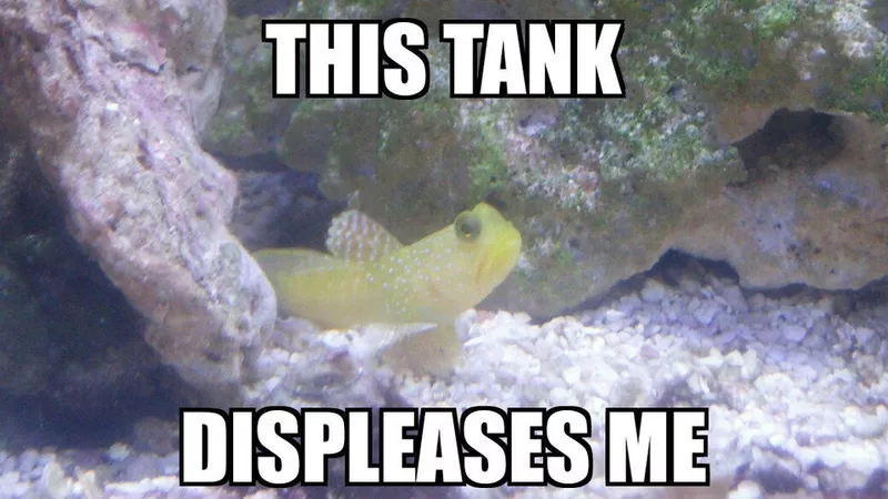 Gobi meme