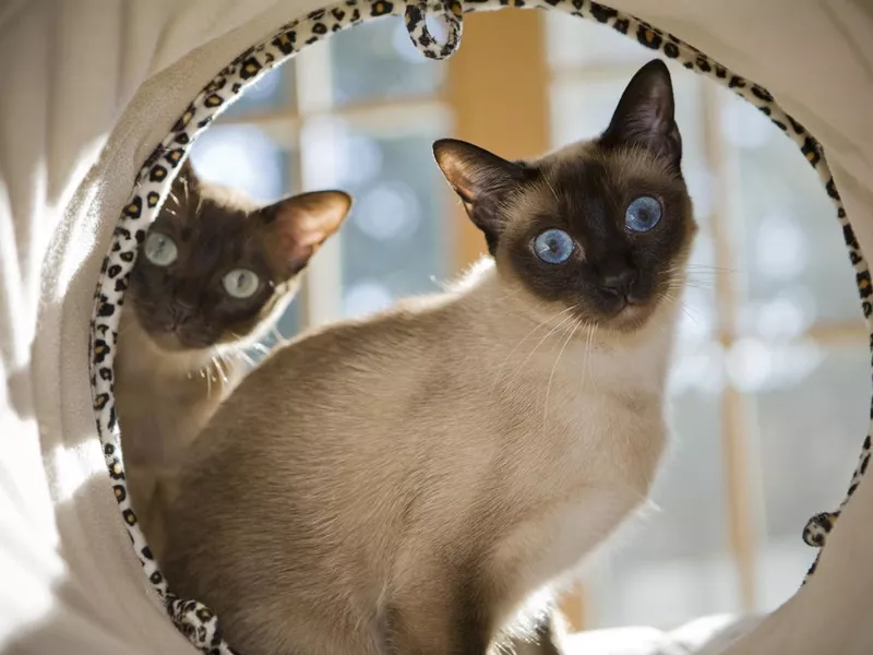 Siamese