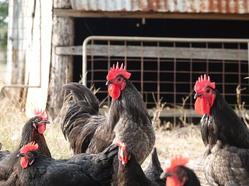 Black australorp roosters and hens in the paddock