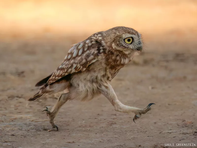 Owl