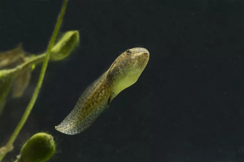 Tadpole of bullfrog (Rana catesbeiana)