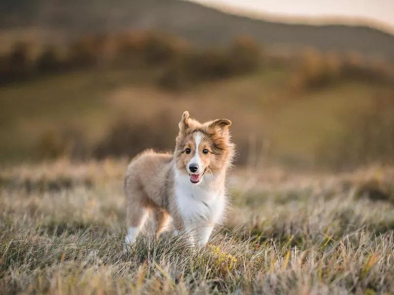 Shetland sheepdog