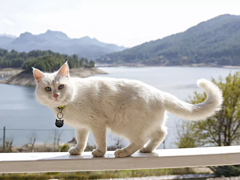 Turkish Angora