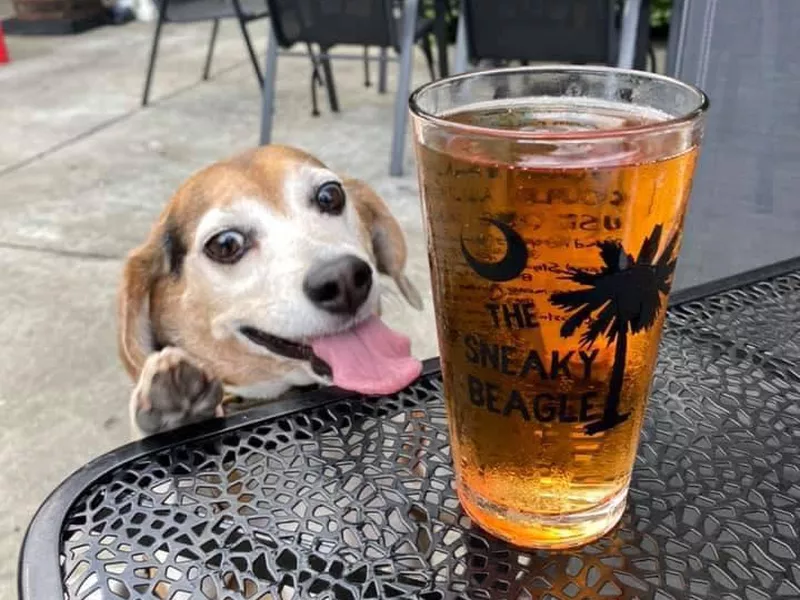 The Sneaky Beagle