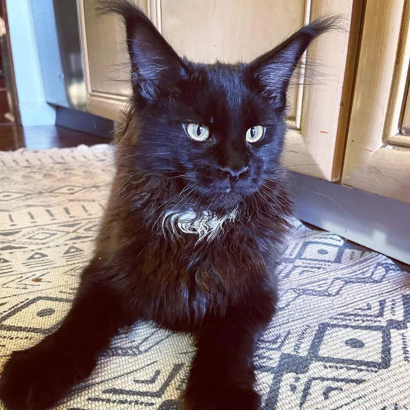 Maine Coon