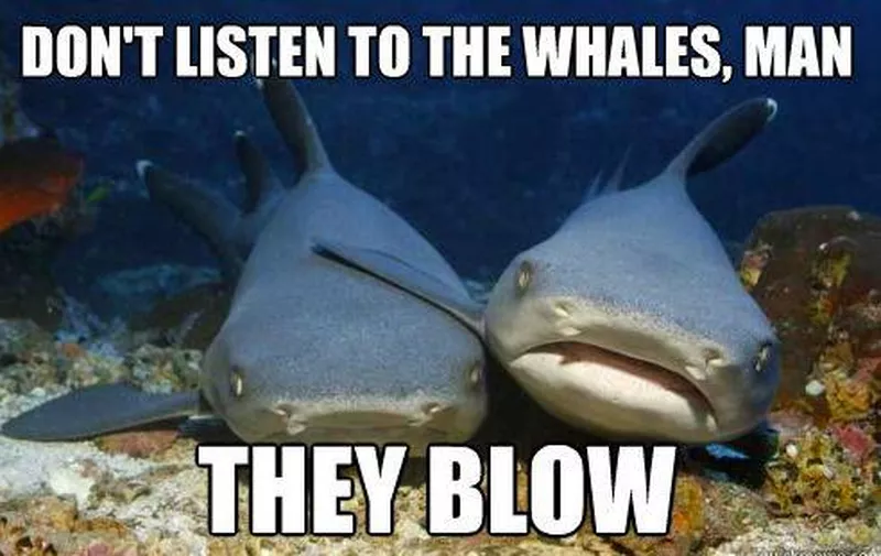 Shark friend memes