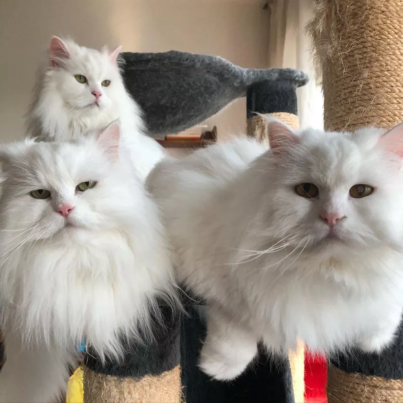 Turkish Angora