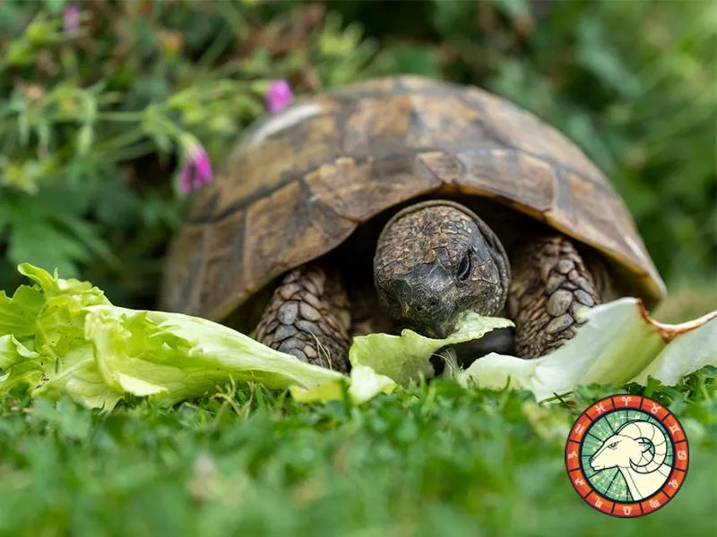 Tortoise