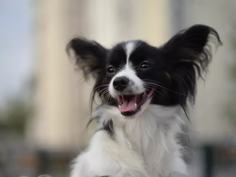 papillon dog