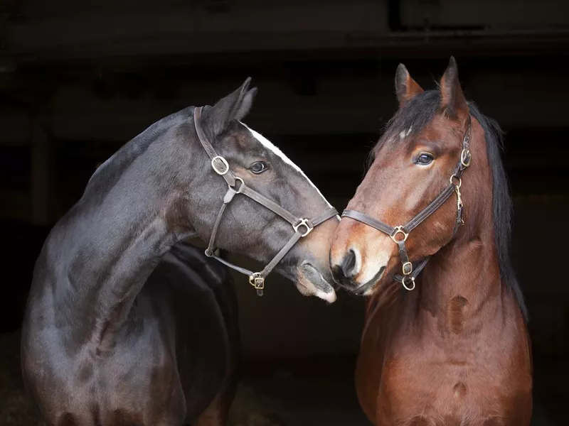 Barn buddies