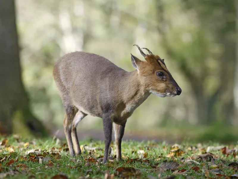 Muntjac Deer