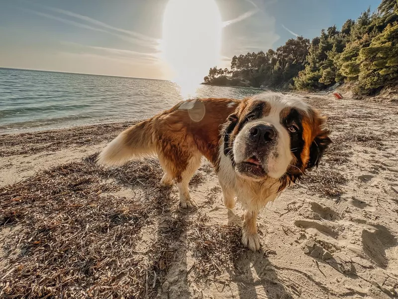 Dog on the beach