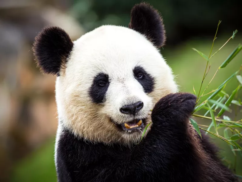 Giant panda