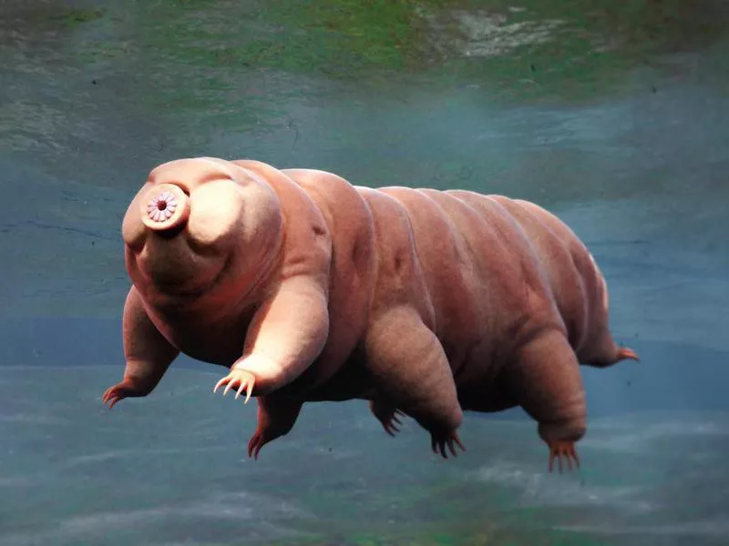 Water Bear