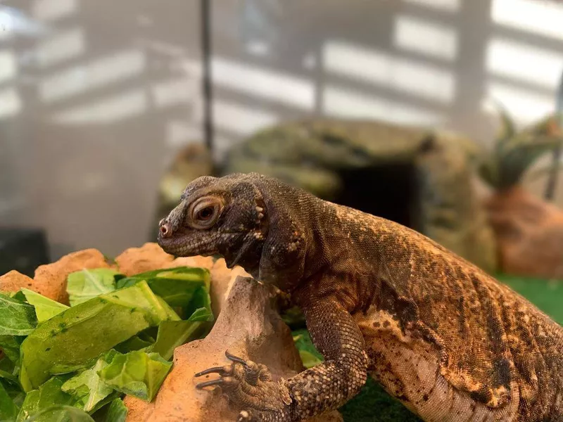 Chuckwalla
