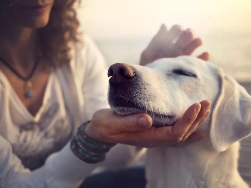 owner caressing gently her dog