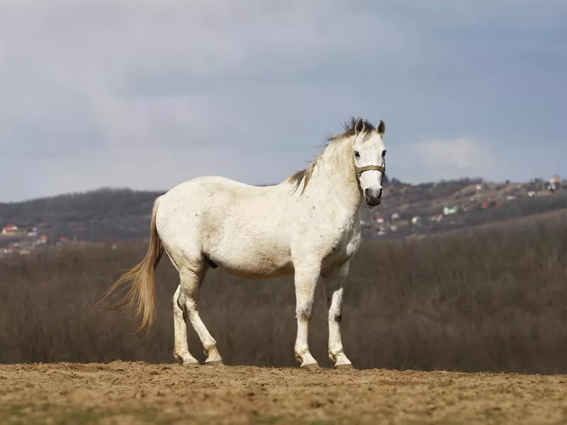 Lipizzaner in the wild