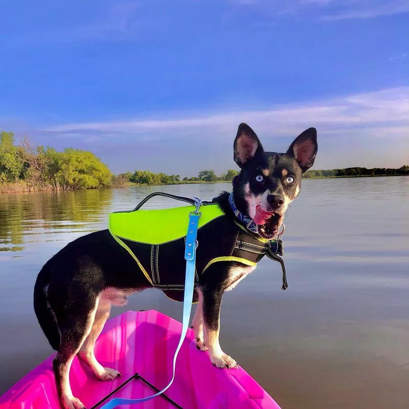 Fun Fact: Dachshund Husky Mix