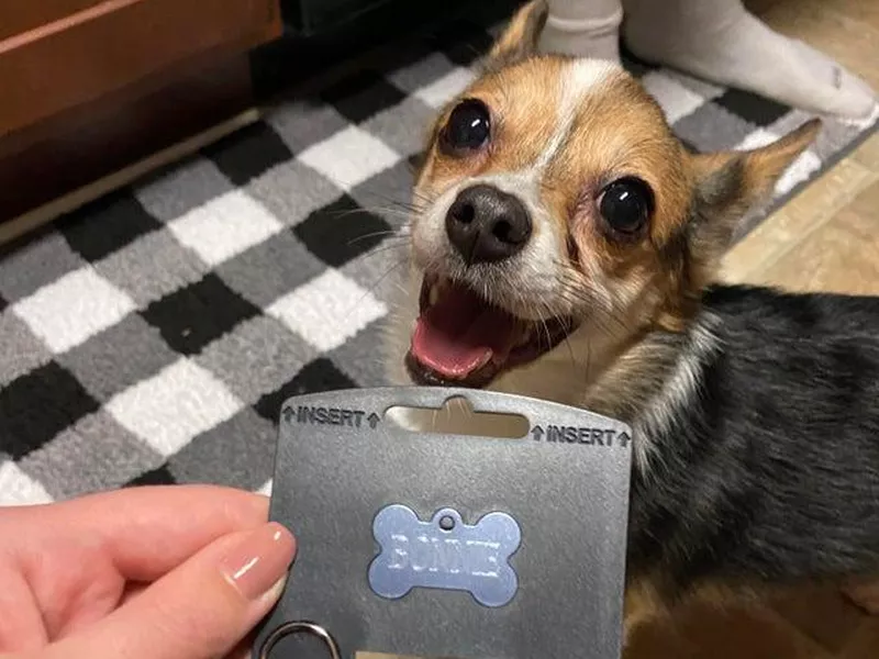 Chihuahua and corgi mix