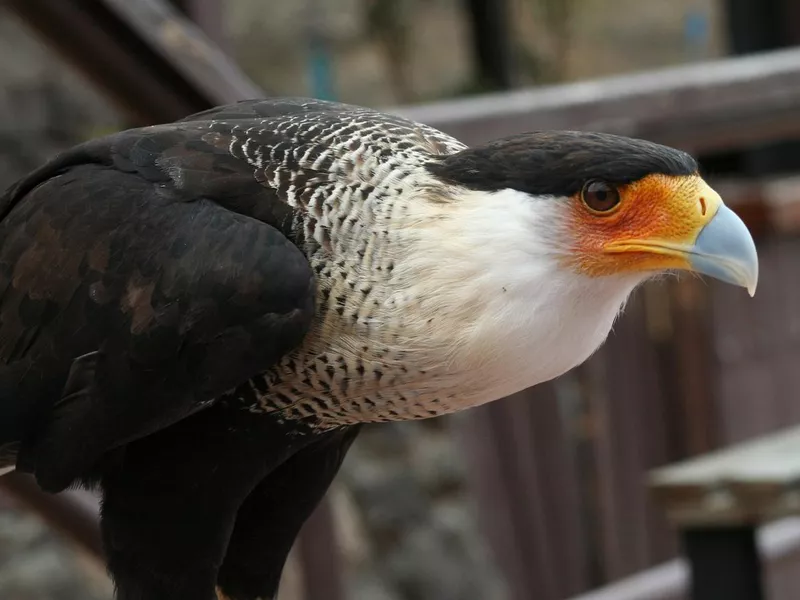 Bird of prey