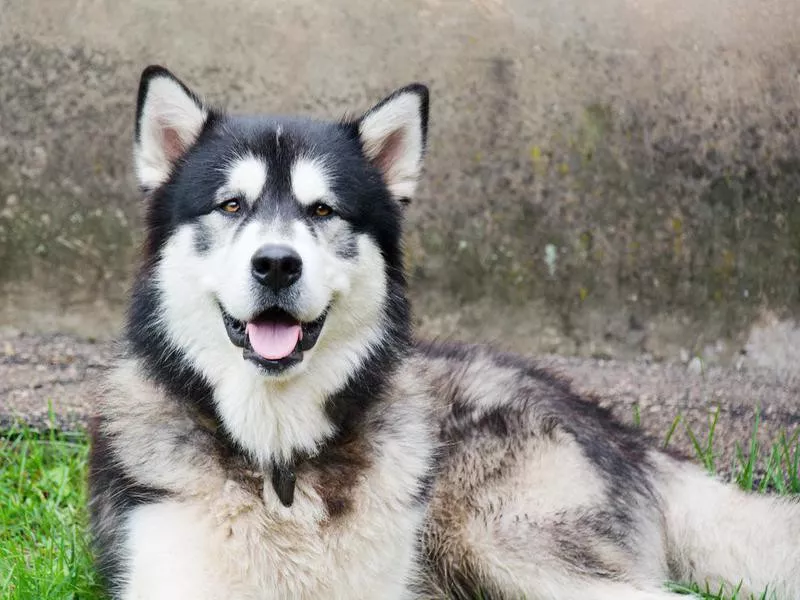 Alaskan malamutes are intelligent dogs