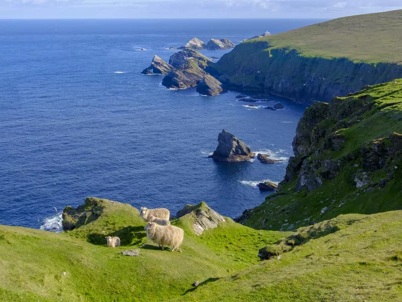 Sheep and lambs on the cliffs at the Hermaness National Nature Reserve